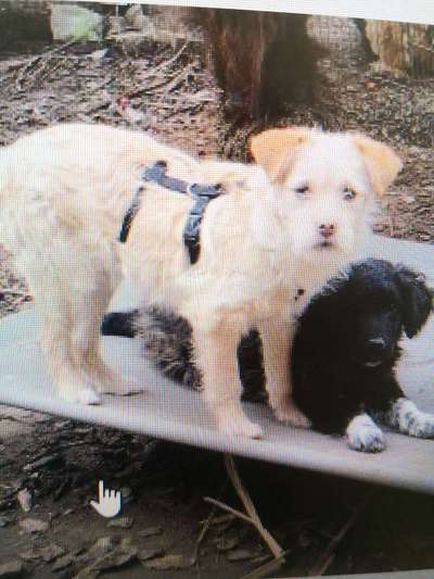 Tierschutzhunde suchen ein Zuhause-Beitrag-Bild