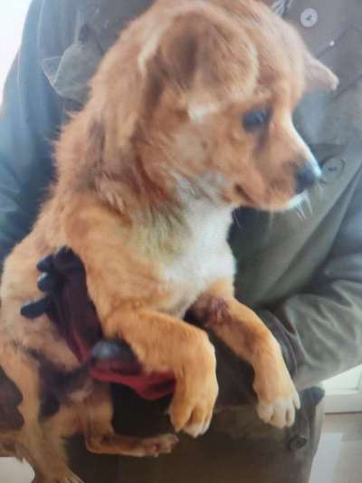 Tierschutzhunde suchen ein Zuhause-Beitrag-Bild