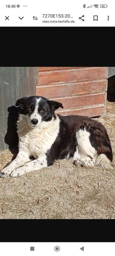 Tierschutzhunde suchen ein Zuhause-Beitrag-Bild