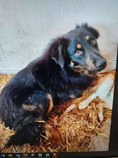 Tierschutzhunde suchen ein Zuhause-Beitrag-Bild