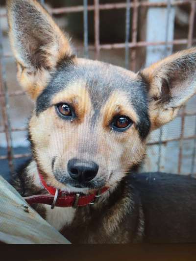 Tierschutzhunde suchen ein Zuhause-Beitrag-Bild