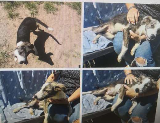 Tierschutzhunde suchen ein Zuhause-Beitrag-Bild