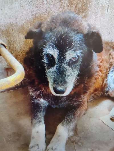 Tierschutzhunde suchen ein Zuhause-Beitrag-Bild