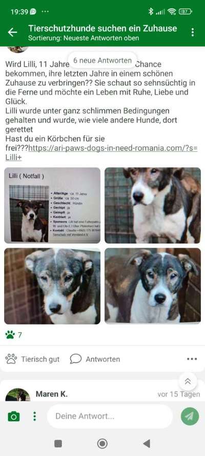 Tierschutzhunde suchen ein Zuhause-Beitrag-Bild