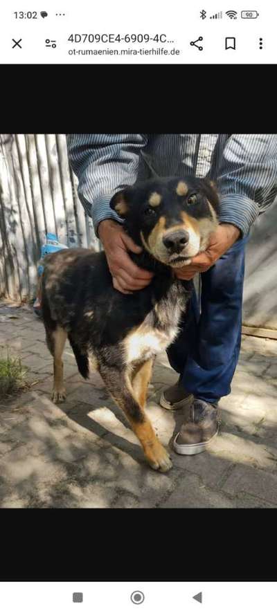 Tierschutzhunde suchen ein Zuhause-Beitrag-Bild