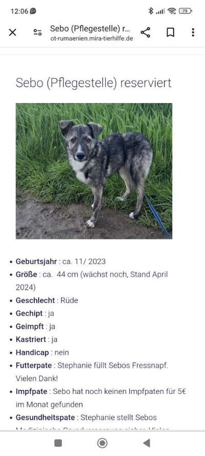 Tierschutzhunde suchen ein Zuhause-Beitrag-Bild