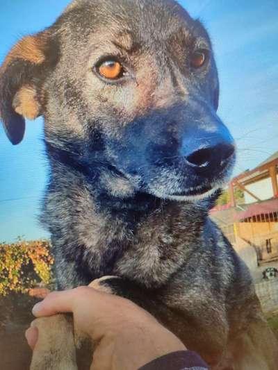 Tierschutzhunde suchen ein Zuhause-Beitrag-Bild