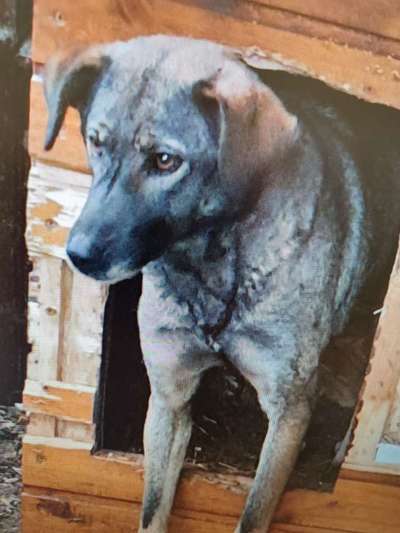 Tierschutzhunde suchen ein Zuhause-Beitrag-Bild