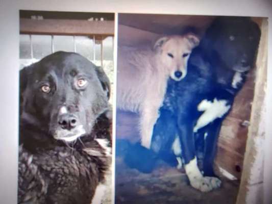 Tierschutzhunde suchen ein Zuhause-Beitrag-Bild