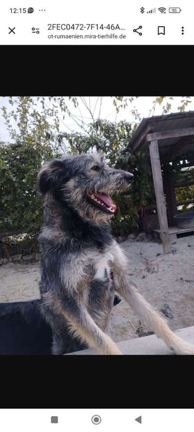 Tierschutzhunde suchen ein Zuhause-Beitrag-Bild