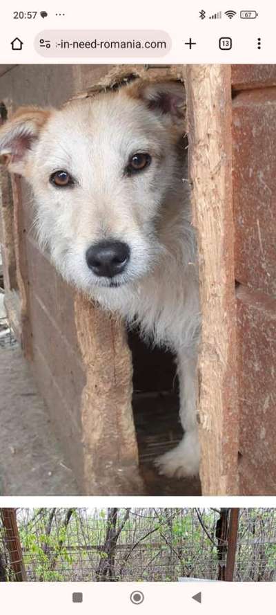 Tierschutzhunde suchen ein Zuhause-Beitrag-Bild