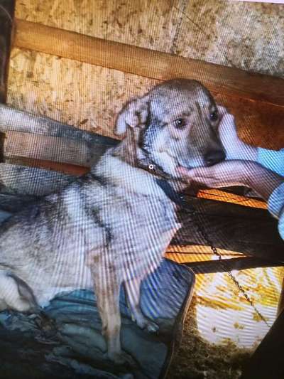 Tierschutzhunde suchen ein Zuhause-Beitrag-Bild