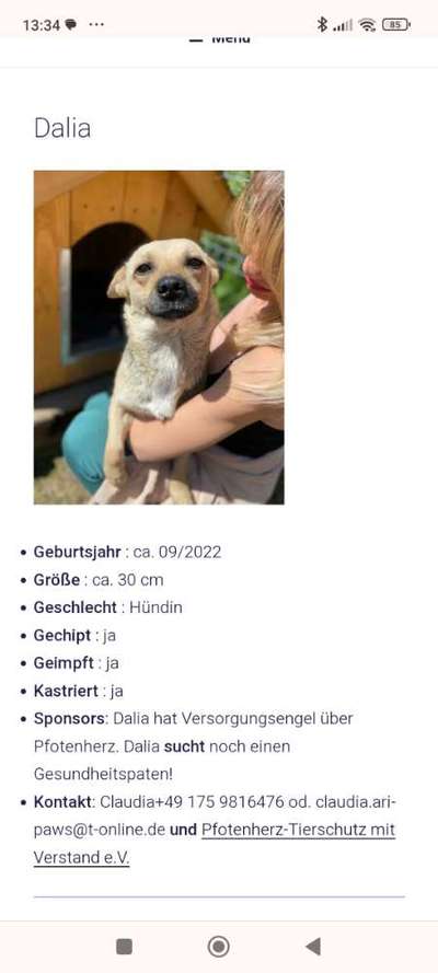 Tierschutzhunde suchen ein Zuhause-Beitrag-Bild