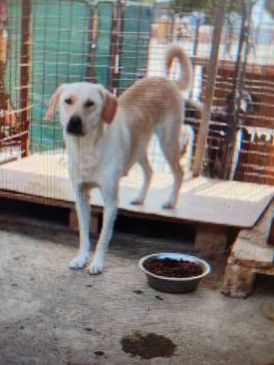 Tierschutzhunde suchen ein Zuhause-Beitrag-Bild