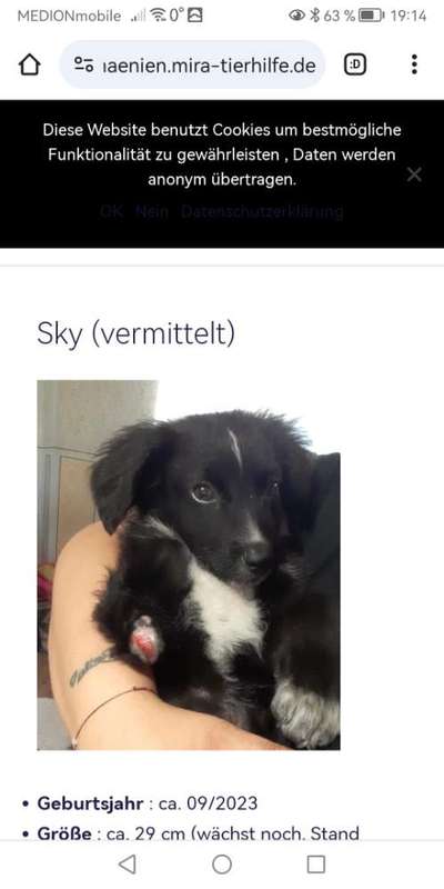 Tierschutzhunde suchen ein Zuhause-Beitrag-Bild