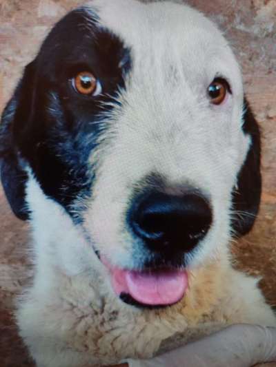 Tierschutzhunde suchen ein Zuhause-Beitrag-Bild