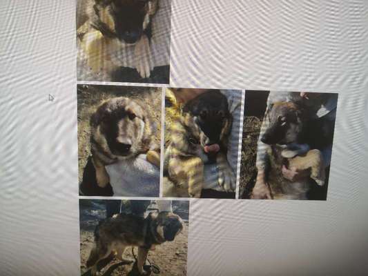 Tierschutzhunde suchen ein Zuhause-Beitrag-Bild