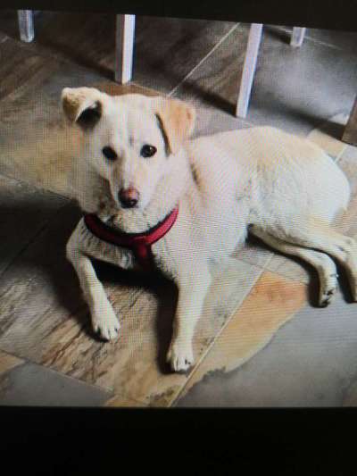 Tierschutzhunde suchen ein Zuhause-Beitrag-Bild