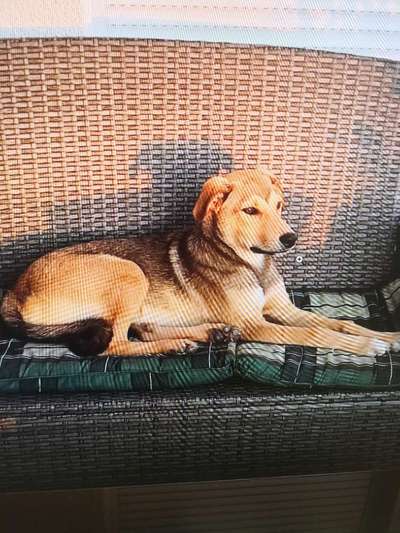 Tierschutzhunde suchen ein Zuhause-Beitrag-Bild