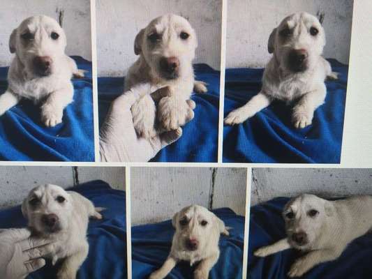 Tierschutzhunde suchen ein Zuhause-Beitrag-Bild