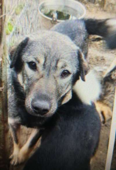 Tierschutzhunde suchen ein Zuhause-Beitrag-Bild