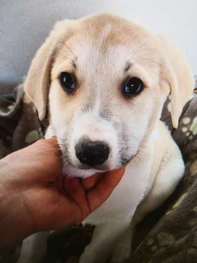 Tierschutzhunde suchen ein Zuhause-Beitrag-Bild