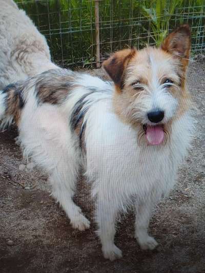 Tierschutzhunde suchen ein Zuhause-Beitrag-Bild