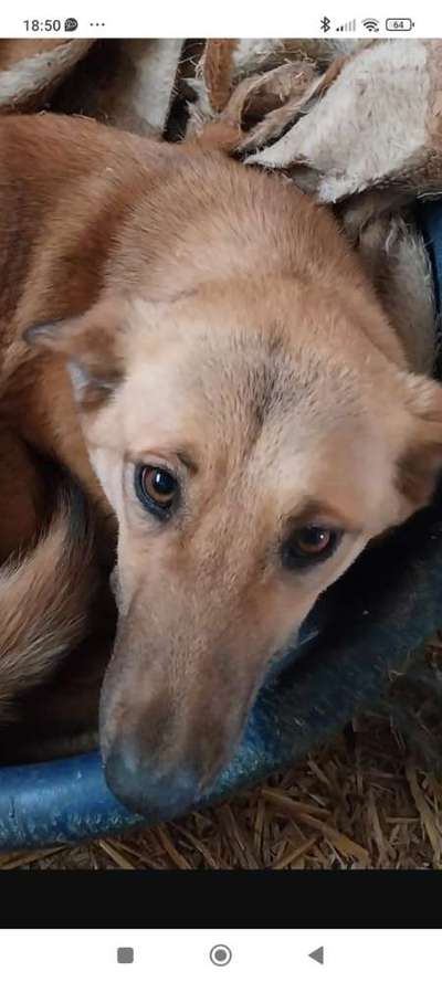 Tierschutzhunde suchen ein Zuhause-Beitrag-Bild