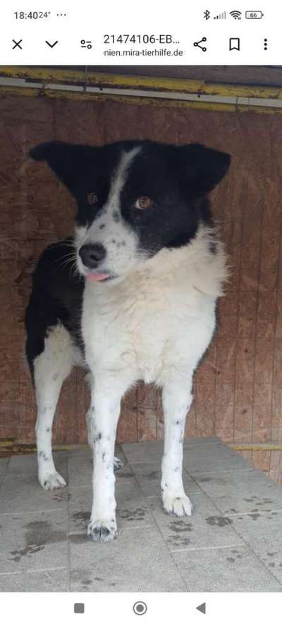 Tierschutzhunde suchen ein Zuhause-Beitrag-Bild