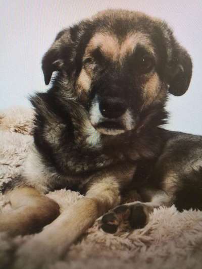 Tierschutzhunde suchen ein Zuhause-Beitrag-Bild