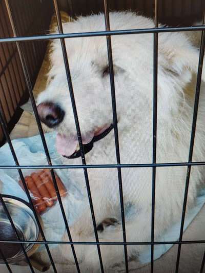 Tierschutzhunde suchen ein Zuhause-Beitrag-Bild