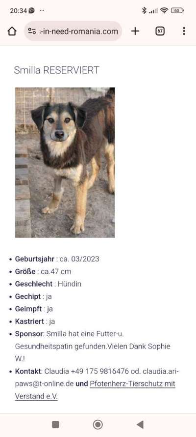 Tierschutzhunde suchen ein Zuhause-Beitrag-Bild