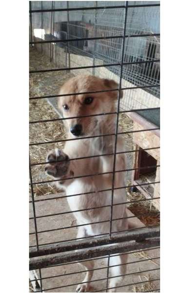 Tierschutzhunde suchen ein Zuhause-Beitrag-Bild