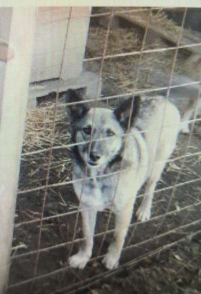 Tierschutzhunde suchen ein Zuhause-Beitrag-Bild
