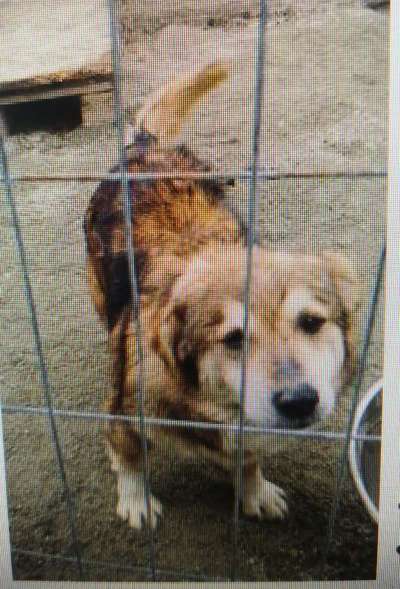 Tierschutzhunde suchen ein Zuhause-Beitrag-Bild