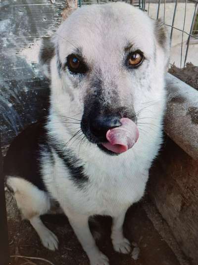 Tierschutzhunde suchen ein Zuhause-Beitrag-Bild