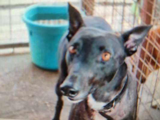 Tierschutzhunde suchen ein Zuhause-Beitrag-Bild