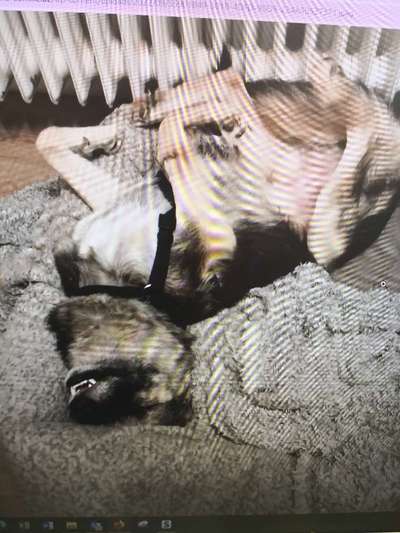 Tierschutzhunde suchen ein Zuhause-Beitrag-Bild