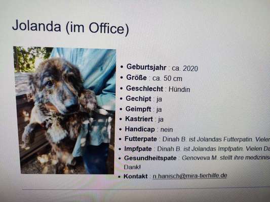 Tierschutzhunde suchen ein Zuhause-Beitrag-Bild