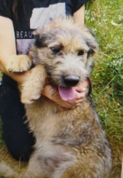 Tierschutzhunde suchen ein Zuhause-Beitrag-Bild