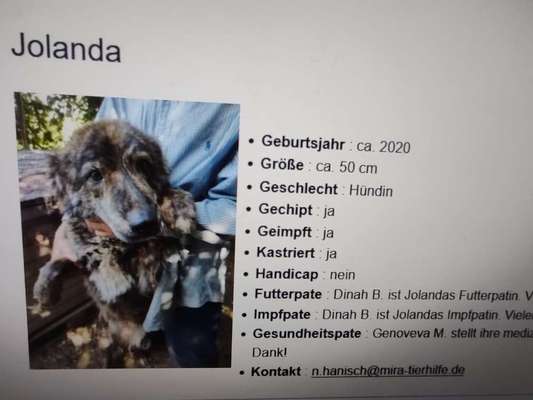 Tierschutzhunde suchen ein Zuhause-Beitrag-Bild