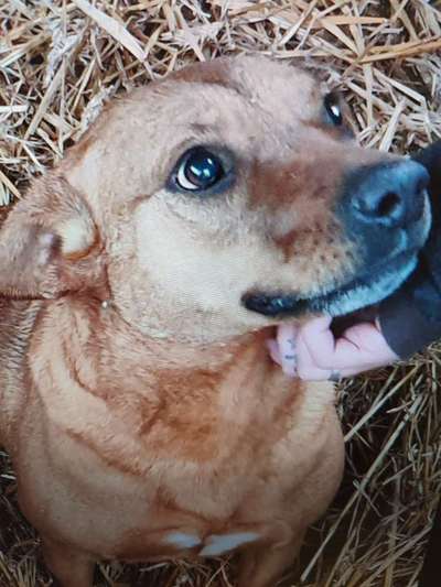 Tierschutzhunde suchen ein Zuhause-Beitrag-Bild