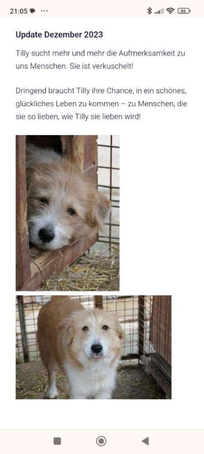 Tierschutzhunde suchen ein Zuhause-Beitrag-Bild