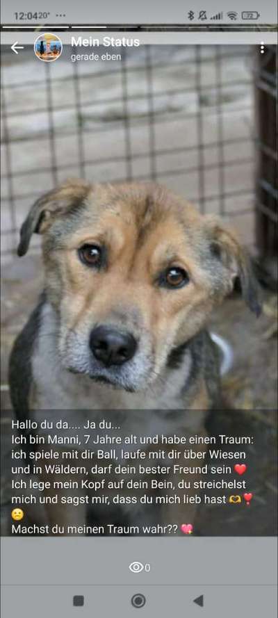 Tierschutzhunde suchen ein Zuhause-Beitrag-Bild