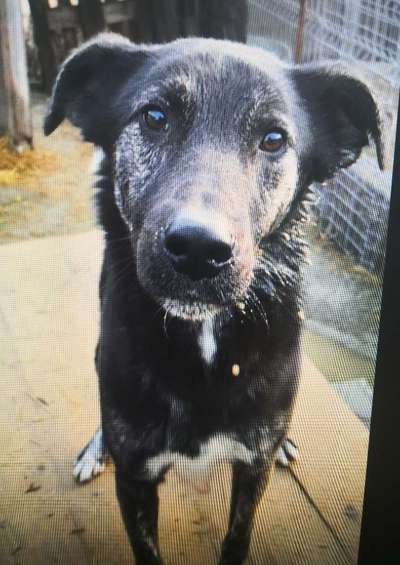 Tierschutzhunde suchen ein Zuhause-Beitrag-Bild