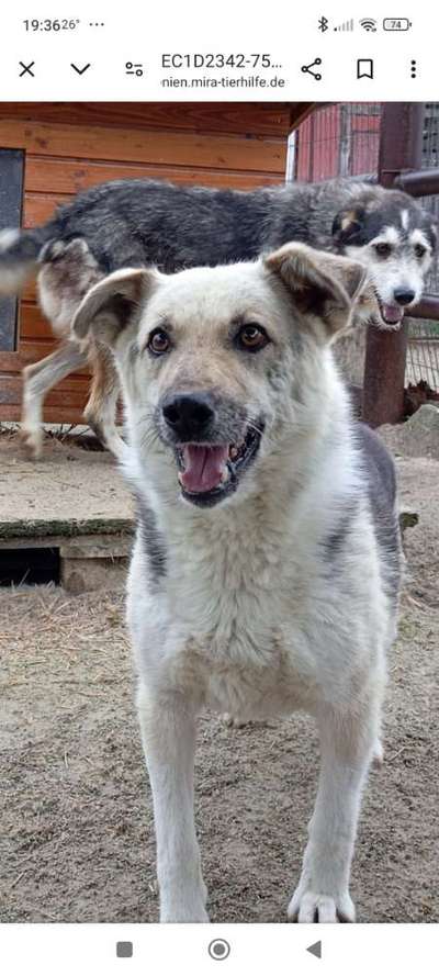 Tierschutzhunde suchen ein Zuhause-Beitrag-Bild