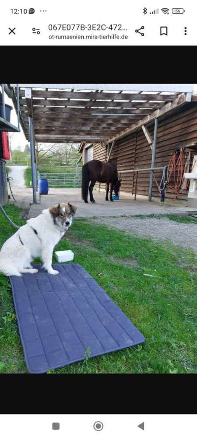 Tierschutzhunde suchen ein Zuhause-Beitrag-Bild