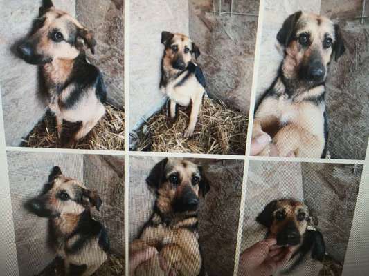 Tierschutzhunde suchen ein Zuhause-Beitrag-Bild