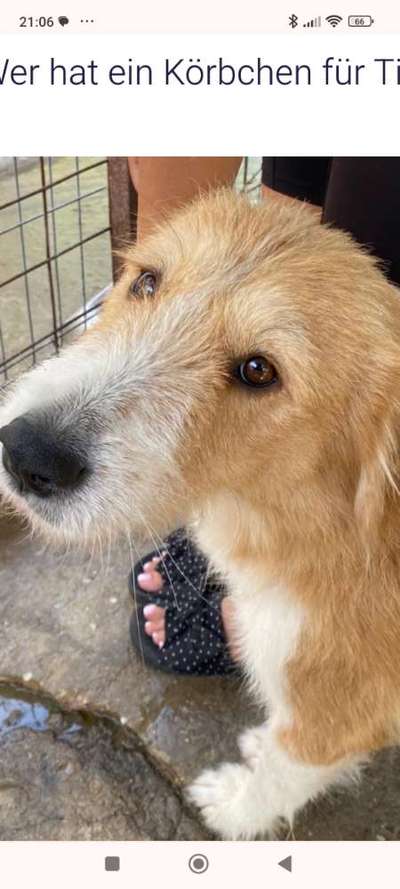 Tierschutzhunde suchen ein Zuhause-Beitrag-Bild