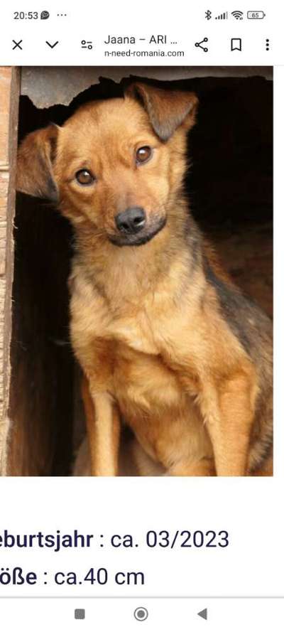 Tierschutzhunde suchen ein Zuhause-Beitrag-Bild